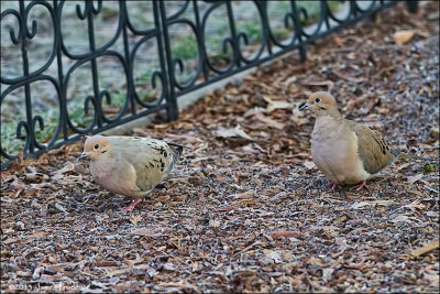 Mourning Doves