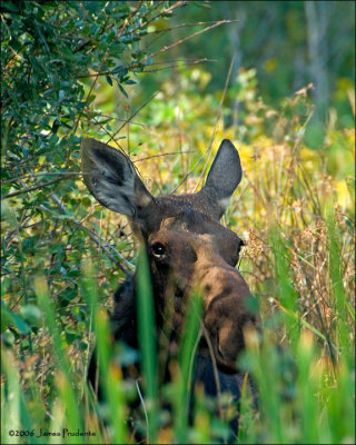 Moose