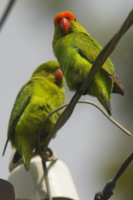 Nierozczka czarnoskrzyda (Agapornis taranta, Black-winged Lovebird (endemic to Ethiopia & Eritrea))