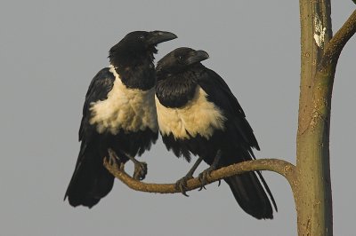 Kruk srokaty (Corvus albus, Pied Crows)