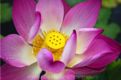 Majestic Lotus
