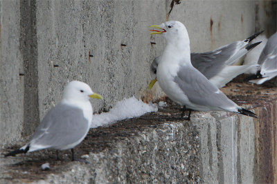 Mouette tridactyle-2.jpg