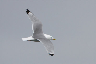 Mouette tridactyle-3.jpg