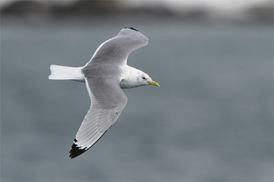 Mouette tridactyle-4.jpg