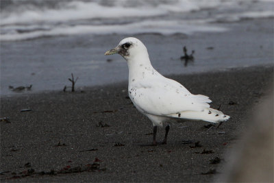 Mouette blanche-5.jpg