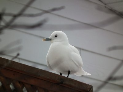 mouette blanche 032.JPG