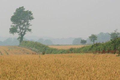 in the fields of Norwich