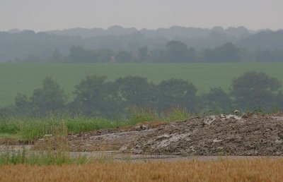 in the fields of Norwich