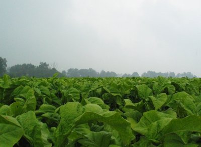 Sacred Field of Tobak