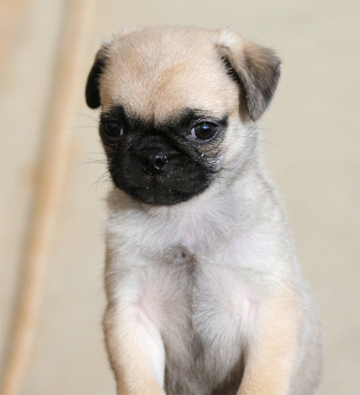 Pebbles_12162012_3.jpg
