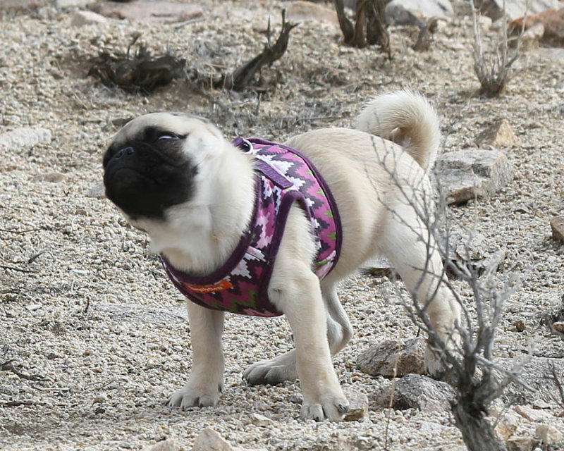 Desert_Pebbles_4.jpg