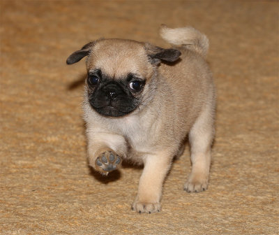 Pebbles_12162012_4.jpg