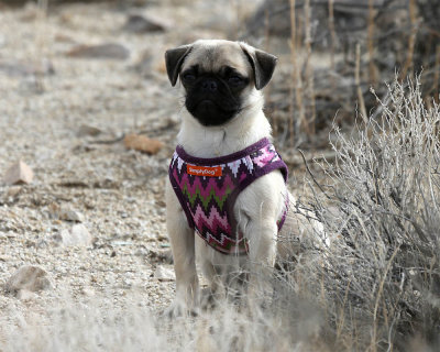 Desert_Pebbles_2.jpg