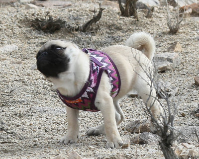 Desert_Pebbles_4.jpg