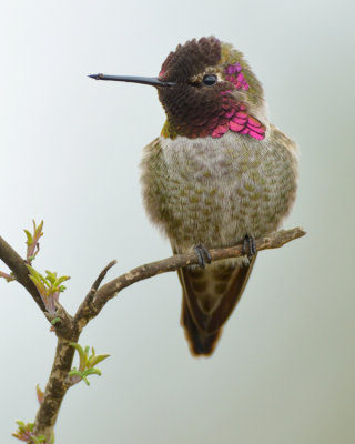 ANNA'S HUMMINGBIRD