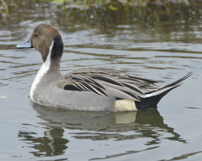 NORTHERN PINTAIL