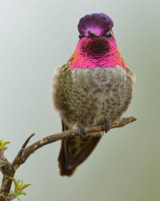 ANNA'S HUMMINGBIRD