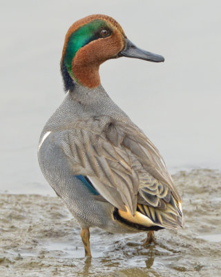 GREEN-WINGED TEAL