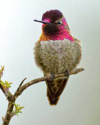 ANNA'S HUMMINGBIRD