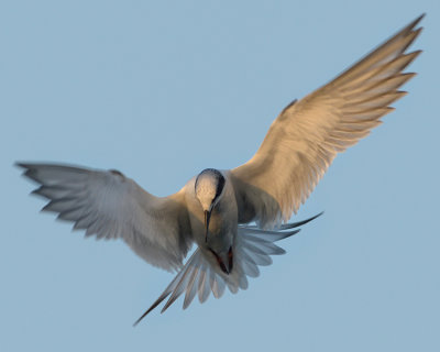 FORSTER'S TERN
