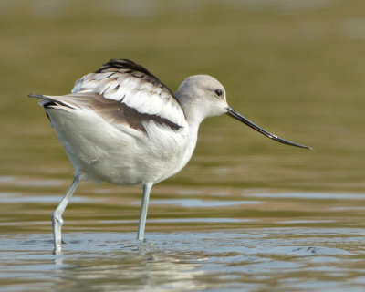 AMERICAN AVOCET