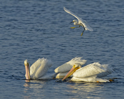 AMERICAN WHITE PELICANS AND SNOWY EGRET