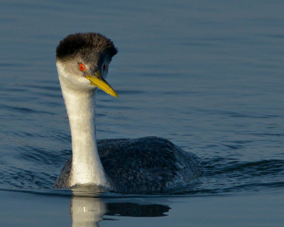 WESTERN GREBE