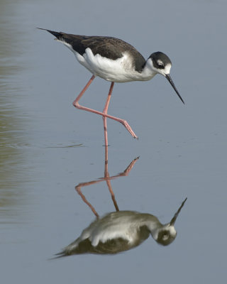 BLACK-NECKED STILT