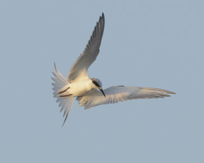 FORSTER'S TERN
