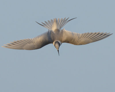 FORSTER'S TERN