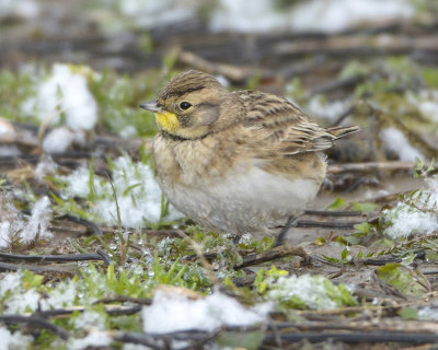 HORNED LARK