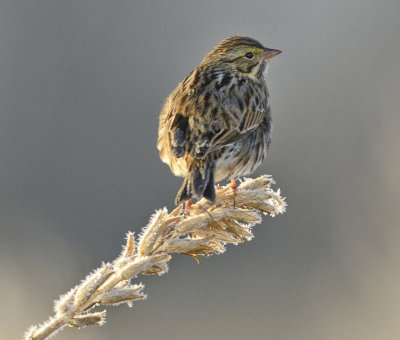 SAVANNAH SPARROW