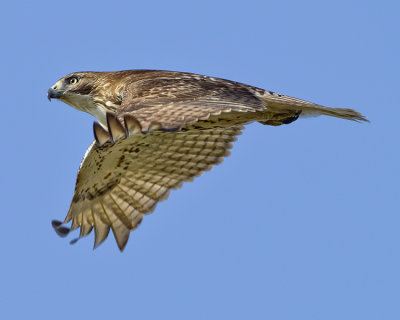 RED-TAILED HAWK