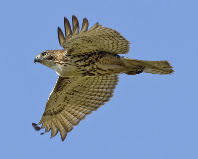 RED-TAILED HAWK