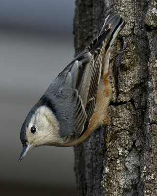 WHITE-BREASTED NUTHATCH