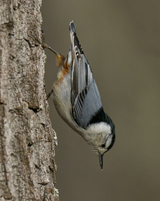 WHITE-BREASTED NUTHATCH