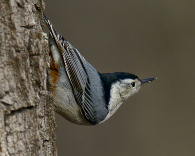 WHITE-BREASTED NUTHATCH