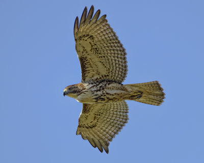 RED-TAILED HAWK