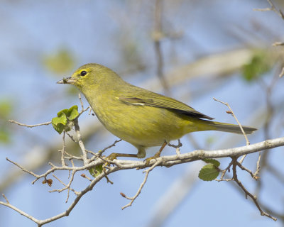 ORANGE-CROWNED WARBLER