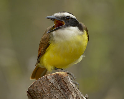 GREAT KISKADEE