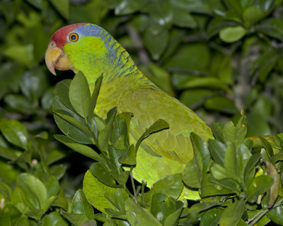 RED-CROWNED PARROT