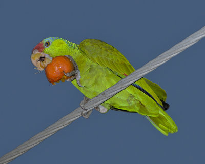 LILAC-CROWNED PARROT