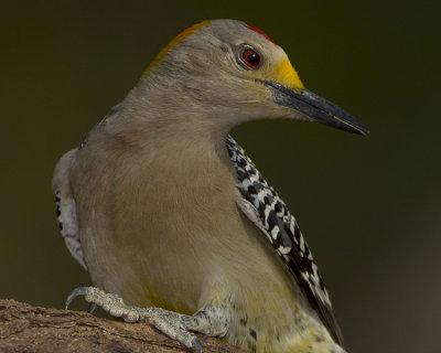 GOLDEN-FRONTED WOODPECKER