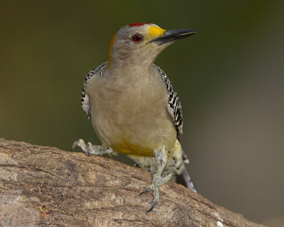 GOLDEN-FRONTED WOODPECKER