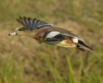 AMERICAN WIGEON