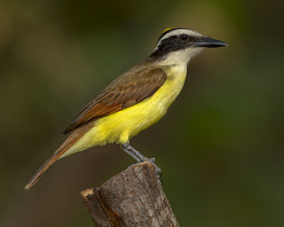 GREAT KISKADEE