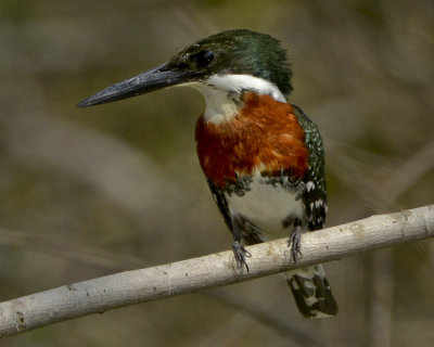 GREEN KINGFISHER