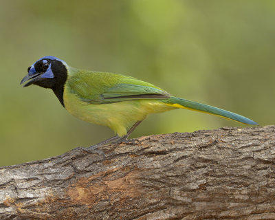 GREEN JAY