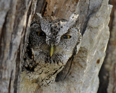 EASTERN SCREECH-OWL