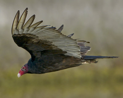 TURKEY VULTURE